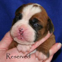 Donut, day thirteen.