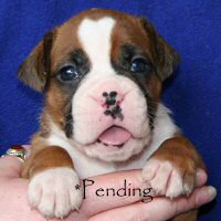 Donut, day nineteen.