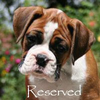 Boxer puppies - Donut, 7 weeks.