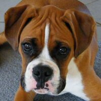 Ronin Enzo Ferrari (Enzo)