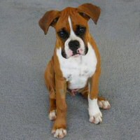 Ronin Enzo Ferrari (Enzo)