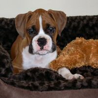 Enzo in his Big Boy Bed.