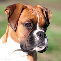 Ronin Finn Mccool (Finn).