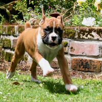 Boxer puppies - Ronin Finn Mccool (Finn), 7 weeks.