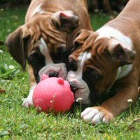 Boxer puppies - Fonzie Fonzarelli (Fonzie) and Donut, 7 weeks.