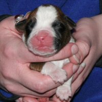 Ronin Too Faust Too Furious, day one.