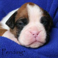 Ronin Too Faust Too Furious, day nineteen.