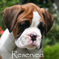 Boxer puppies - Ronin Too Faust Too Furious, 7 weeks.