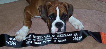 Aust Ch Ronin Memphis Meltdown (Imp NZ).