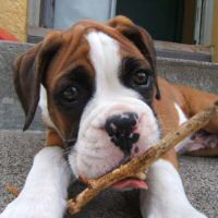 Ronin Too Faust Too Furious.