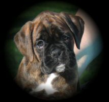 Ronin Life in the Faust Lane