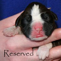 Boxer puppies - NZ & Aust Ch Ronin Sip of Scotch CGCB, day one.