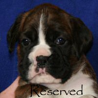Boxer puppies - NZ & Aust Ch Ronin Sip of Scotch CGCB, 4 weeks.
