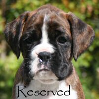 Boxer puppies - NZ & Aust Ch Ronin Sip of Scotch CGCB, 6 weeks.