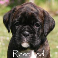 Boxer puppies - Ronin Wild Life, 5 weeks.