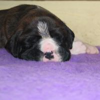 Boxer puppies - Dog 1.