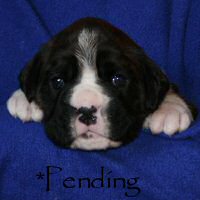 Boxer puppies - Dog one, day twenty one.