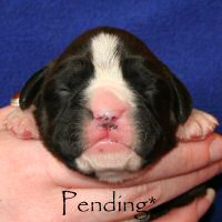 Boxer puppies - Dog one, day six.