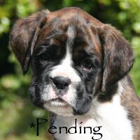 Boxer puppies - Dog one, 6 weeks.
