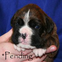 Boxer puppies - Dog two, day sixteen.