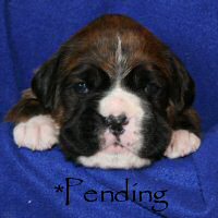 Boxer puppies - Dog two, day twenty one.