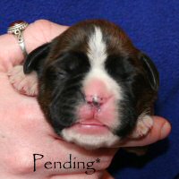 Boxer puppies - Dog two, day six.