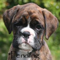 Boxer puppies - Dog two, 6 weeks.