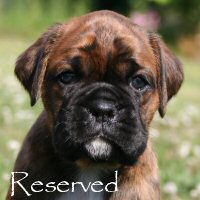 Boxer puppies - Ronin Ewok Adventure, 5 weeks.