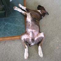 Boxer puppies - Ronin Pure Genius.