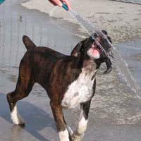 Boxer puppies - Ronin Pure Genius.