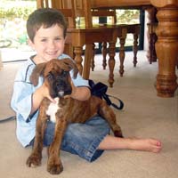 Boxer puppies - Ronin Ewok Adventure.