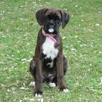 Boxer puppies - Ronin Wild Life.